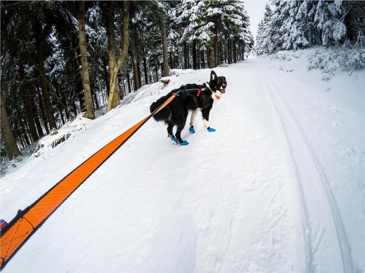 Produktbild Non-Stop Dogwear Bungee (M, Hund, Jogging)