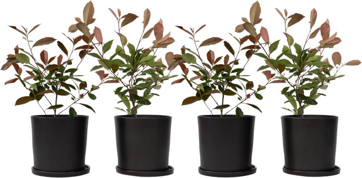 Image du produit Plant in a Box Photinia fraseri Red Robin - Set de 4 plantes de néflier brillant (30 cm)