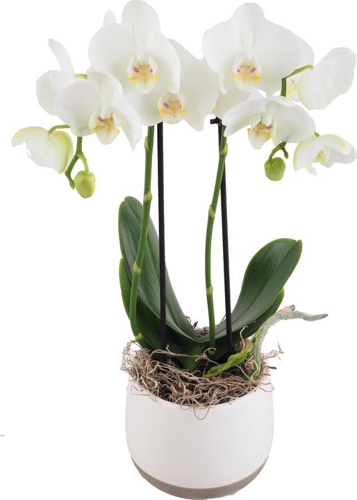 Produktbild Migros Ostschweiz Orchideenschale mittel (40 cm)