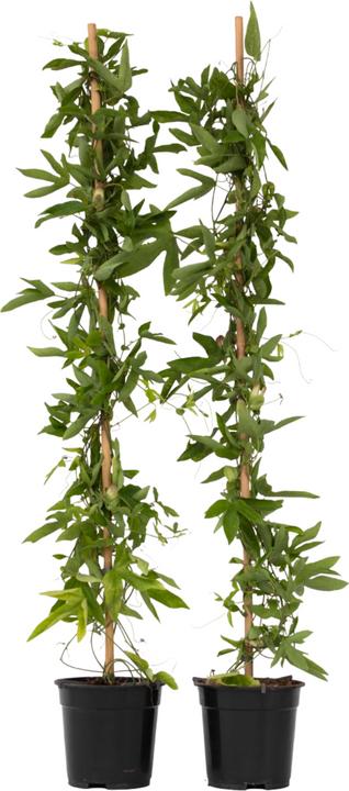 Produktbild Plant in a Box Passiflora x violacea 'Victoria' - 2er-Set Passionsblume (110 cm)