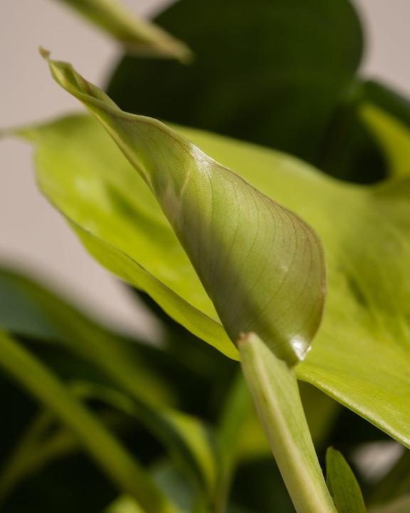 Immagine prodotto feey Philodendron scandens Brasil (25 cm, Appena rinvasata)
