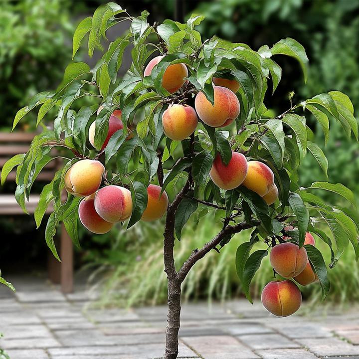 Produktbild Plant in a Box Prunus 'Bonanza' - Pfirsichbaum (60 cm)