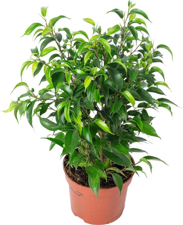 Image du produit Flowerbox Figuier bouleau "Natasja" ramifié - Ficus benjamini (30 cm)