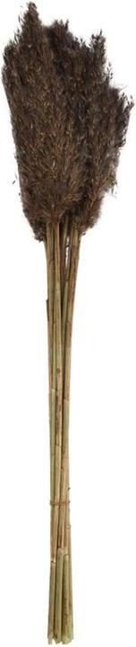 Actual product image Dijk Wild reed plume Vinz (Dried flowers)