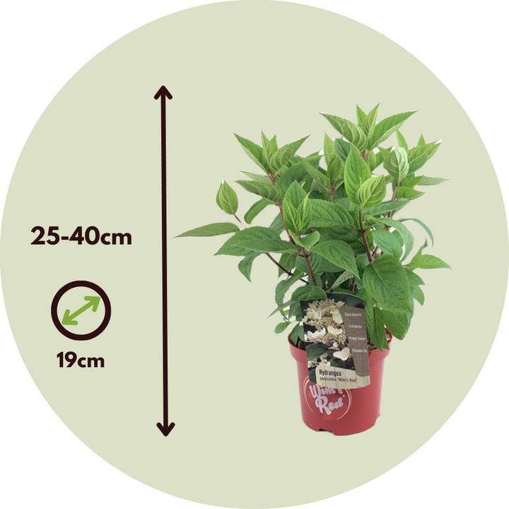 Image du produit Plant in a Box Hydrangea paniculata "Wim's Red" - Hortensia (25 cm)
