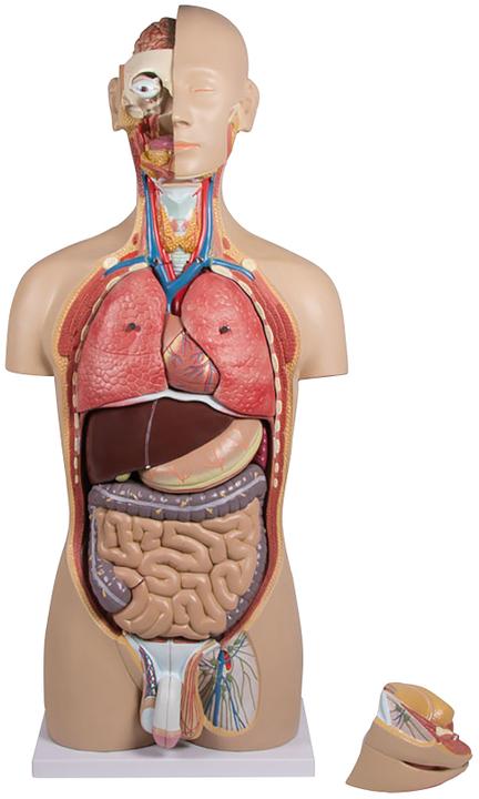 Produktbild Erler Zimmer Anatomie-Modell Torso mit geöffnetem Rücken (40 x 23 x 88 cm)