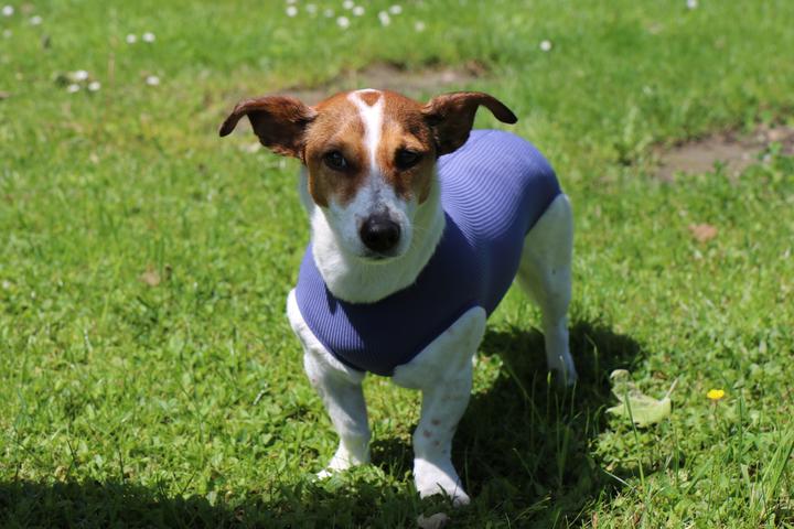 Produktbild Vetmedcare Hunde Body ohne Beine (Hund)