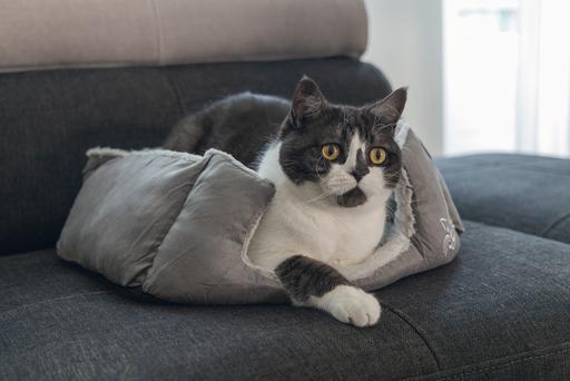 Image du produit Beeztees Baboo (Chat)