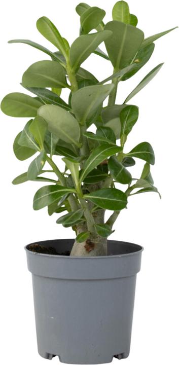 Image du produit Plant in a Box Adenium Obesum - Rose du désert (25 cm)
