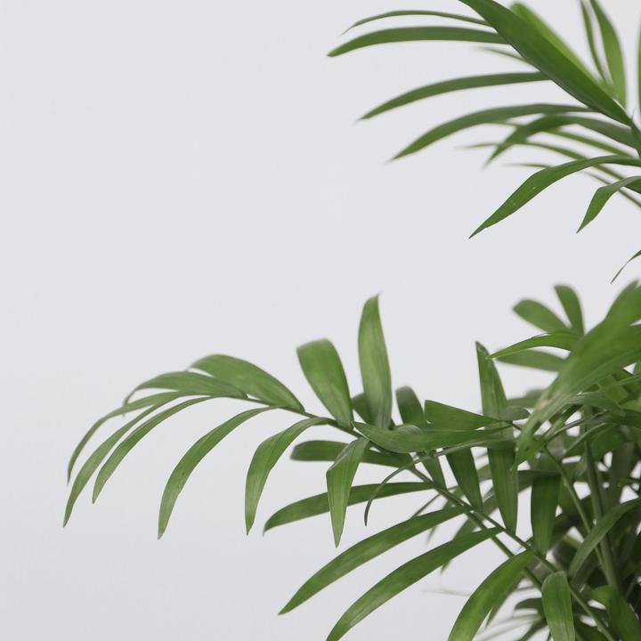 Image du produit Plant in a Box Chamaedorea elegans - Palmier de montagne (30 cm)