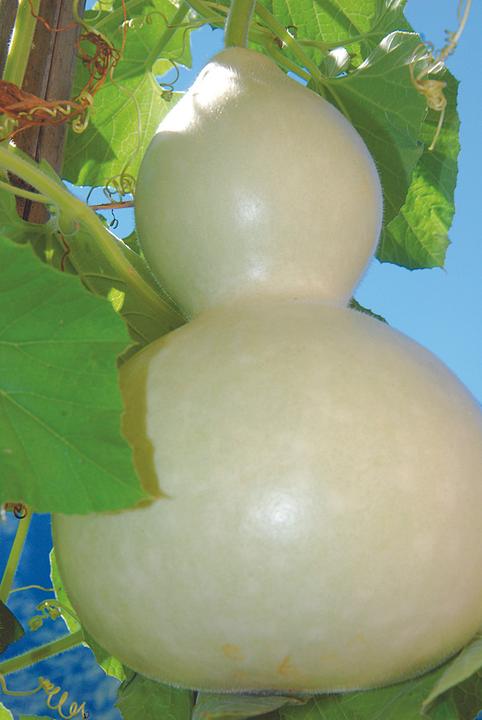 Actual product image Zollinger Bio Calabash