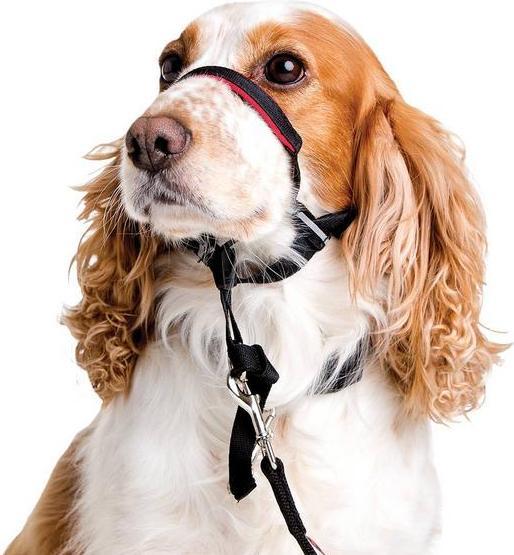 Produktbild Company of Animals Halti Optifit (M, Hund, Allgemein)