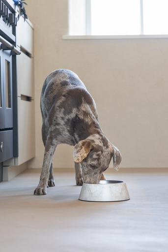 Actual product image Designed by Lotte Dog bowl Meis (0.70 l)