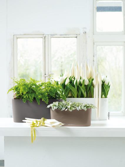 Image du produit Lechuza Delta (15 cm)