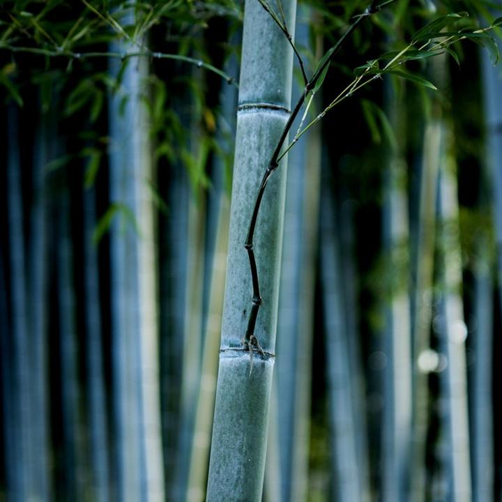 Actual product image Plant in a Box Fargesia papyrifera 'Blue Dragon' - 6er-Set Bambus (30 cm)