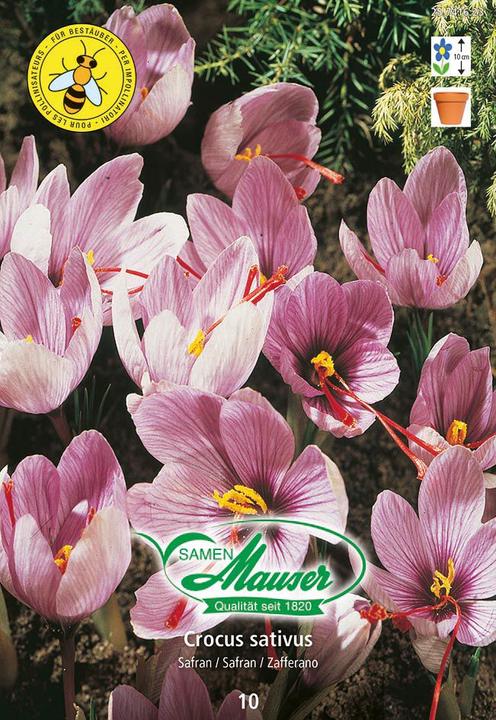 Produktbild Samen Mauser Crocus sativus Safran, 10 Knollen (Pflanzensamen)