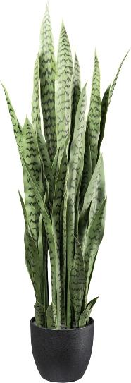 Immagine prodotto Gasper Schwiegermutterzunge (110 cm)