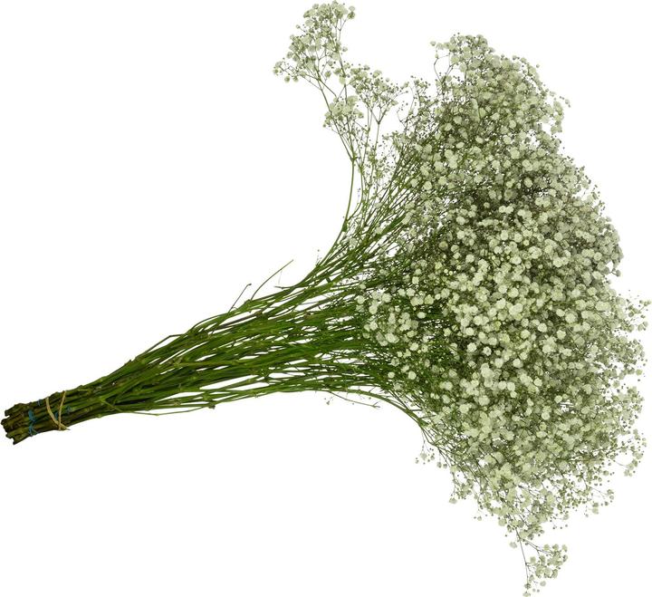 Image du produit Flowerbox Bouquet de gypsophile - Gypsophila paniculata Xlence (Fleurs coupées)