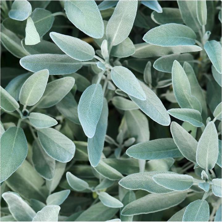 Produktbild Rausch Salbei Silberglanz-Kur (100 ml)