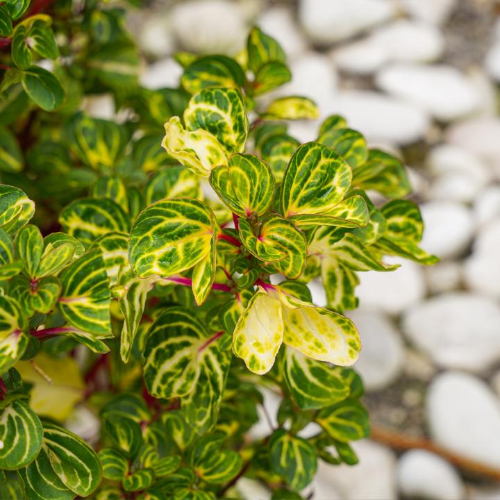 Actual product image Plant in a Box Iresine Herbstii (20 cm)