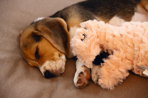 Immagine prodotto Beeztees Giocattoli da coccole e simulatore di battito cardiaco (Giochi per cuccioli, Cane di peluche)