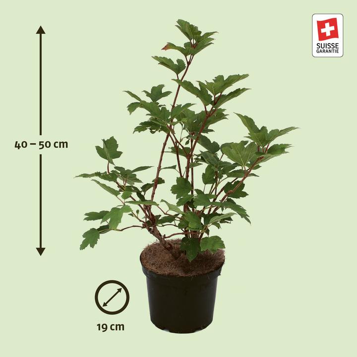 Actual product image Zulauf Guelder rose, Squawbush, European Cranberrybush (50 cm)