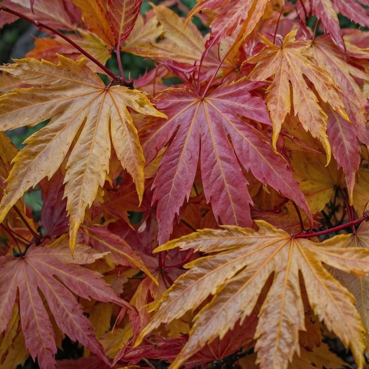Produktbild Plant in a Box Acer palmatum 'Orange Dream' - 2er Set Ahornbäume (60 cm)