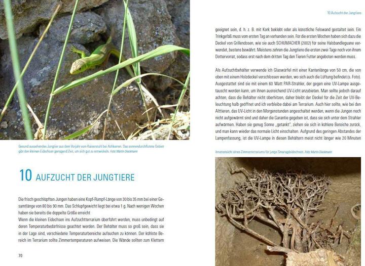 Produktbild Smaragdeidechsen Lacerta bilineata und Lacerta viridis (Deutsch, Martin Dieckmann, 2017)