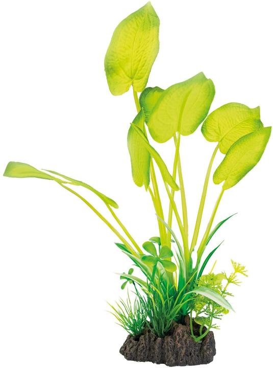 Produktbild SuperFish Kunstpflanze Echinodorus, 25 cm (Pflanzen, sonstige Gegenstände)
