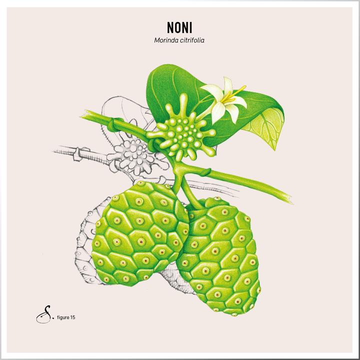 Actual product image Sekoya Noni | extract from noni juice (90 Piece, Capsules)