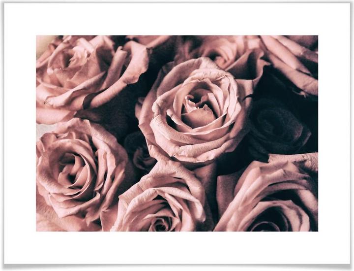 Immagine prodotto Trenddeko Rose rosa in stile vintage (30 x 24 cm)