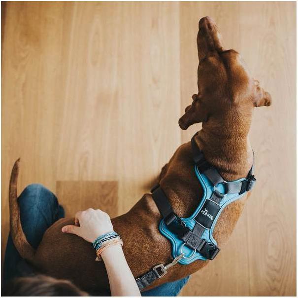 Produktbild Hunter Geschirr Divo (L, Hund, Allgemein)