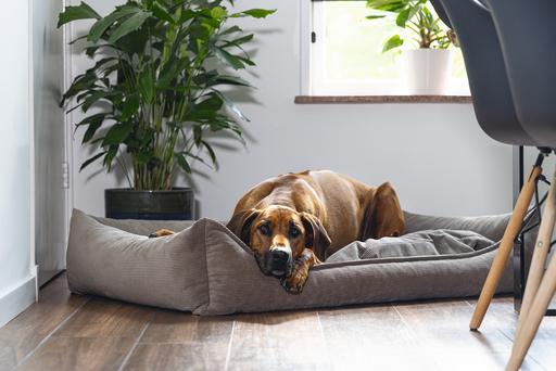 Image du produit Beeztees Veo (Chien)