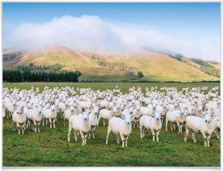 Immagine prodotto Trenddeko Il gregge di pecore (60 x 50 cm)