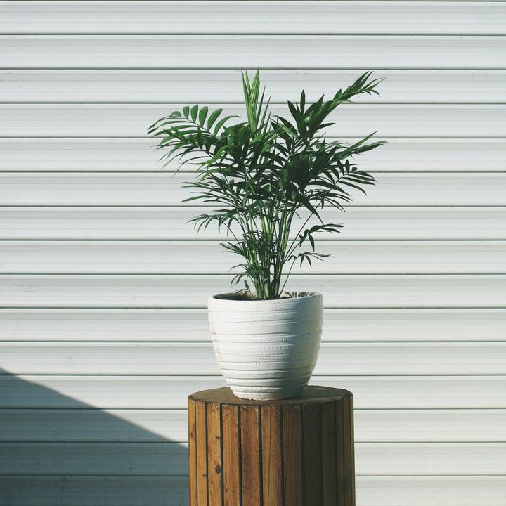 Image du produit Plant in a Box Chamaedorea elegans - Palmier de montagne (30 cm)