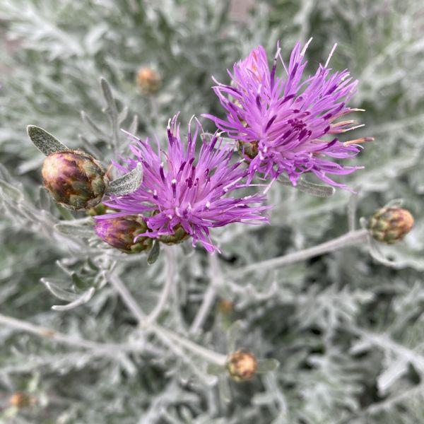 Actual product image Säntispracht The perennial knapweed in a decorative basket - Centaurea Silver Feather (80 cm)