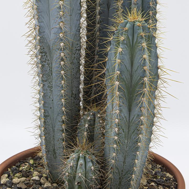 Actual product image Kakteen Gautschi Pilosocereus azureus Group (40 cm)