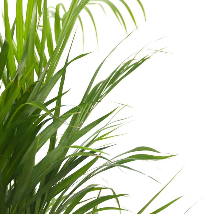 Actual product image Plant in a Box Dypsis Lutescens - Areca Gold Fruit Palm (60 cm)