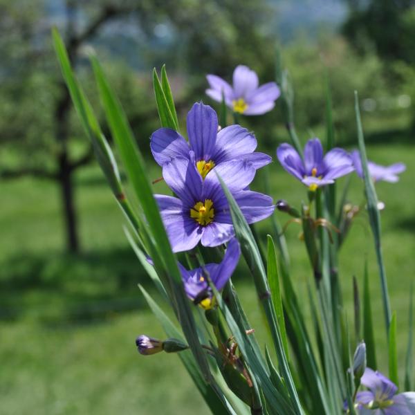 Actual product image Säntispracht Set of 3, The evergreen rush lily - Sisyrinchium angustifolium Lucerne (20 cm)