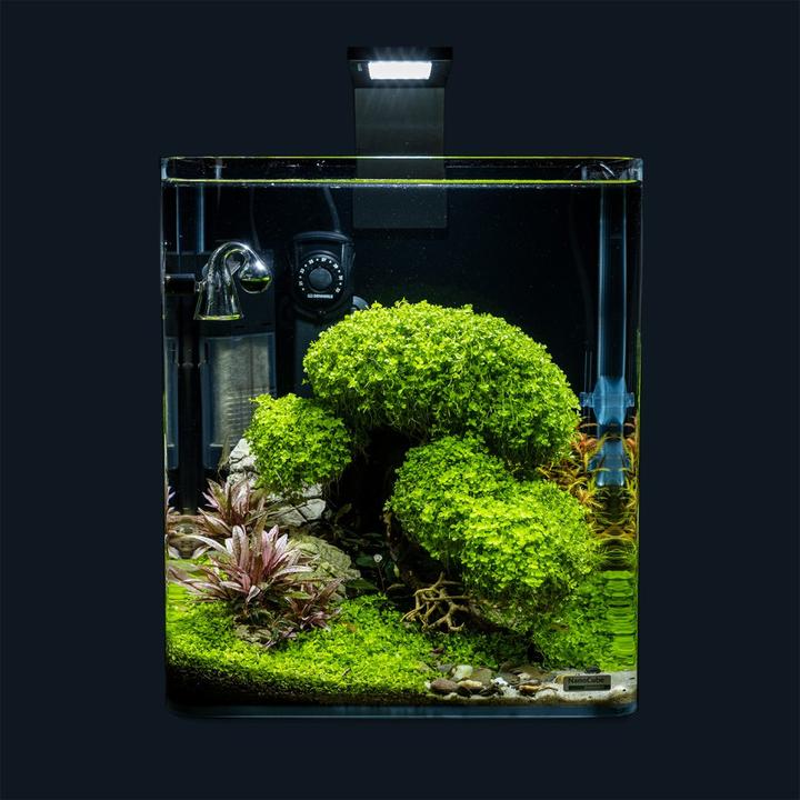 Actual product image Dennerle Decoration Bonsai Box (Embellishment, Tree)