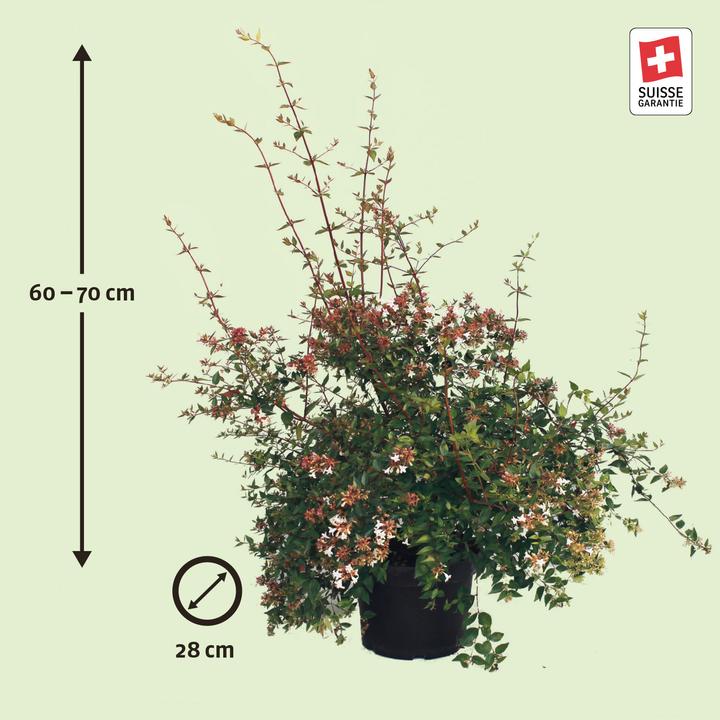Actual product image Zulauf Grossblütige Abelie / Abelia x grandiflora (70 cm)