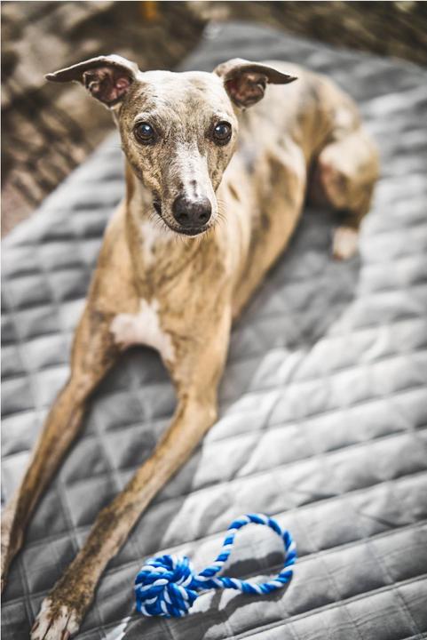 Produktbild Laboni Hundedecke OXFORD (Hund)
