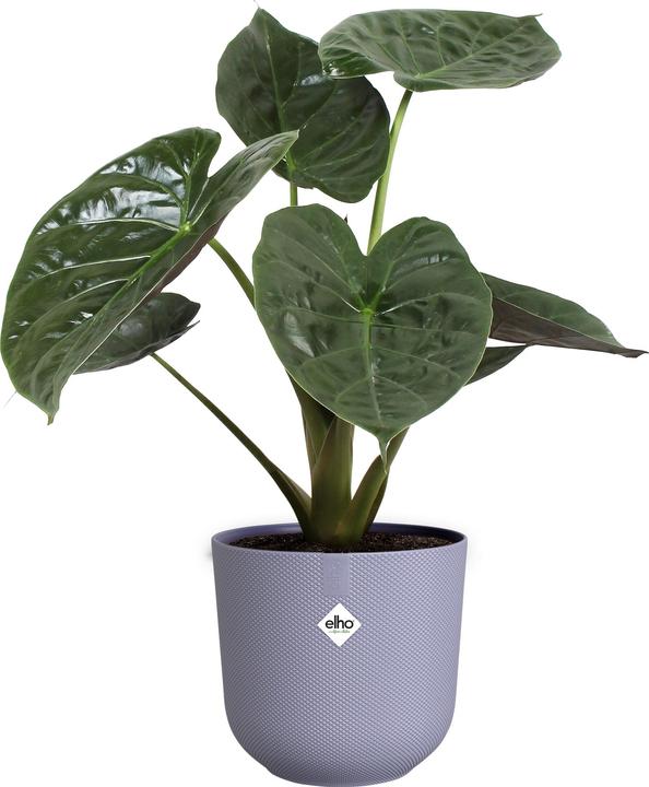 Produktbild Elho Jazz Rund (26 cm)