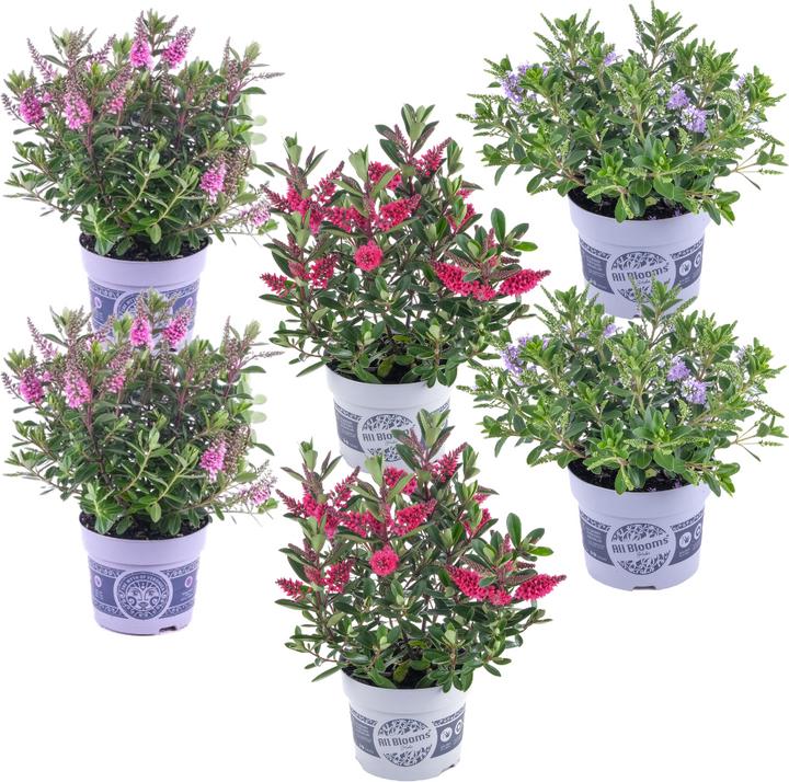 Produktbild Plant in a Box Hebe All Blooms 'Siara', 'Ranaia', 'Samona' - (30 cm)