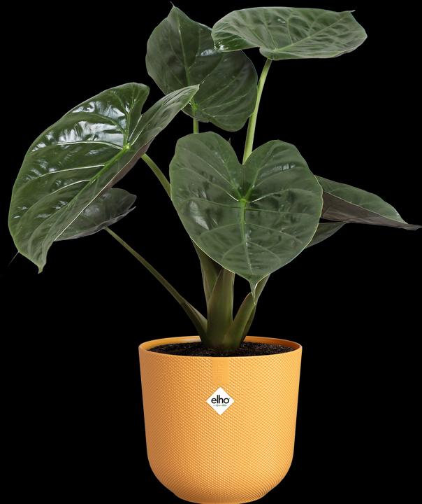 Actual product image Elho Jazz (26 cm)