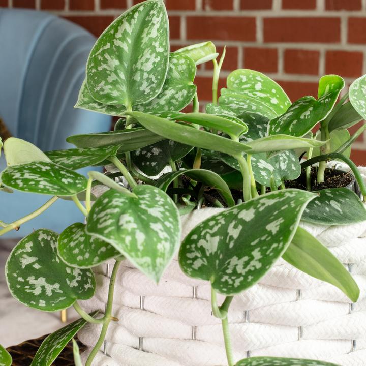 Produktbild Flowerbox Gefleckte Efeutute - Scindapsus pictus 'Argyraeus' (15 cm)
