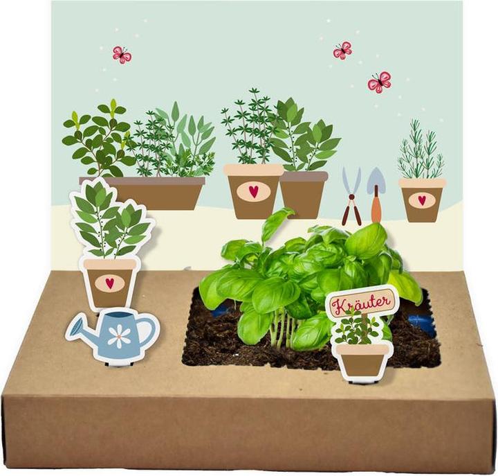 Image du produit Wunderle Mini-Garten Küchenkräuter