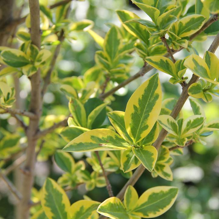 Produktbild Zulauf Ovalblättriger Liguster / Ligustrum ovalifolium 'Aureum' (80 cm)