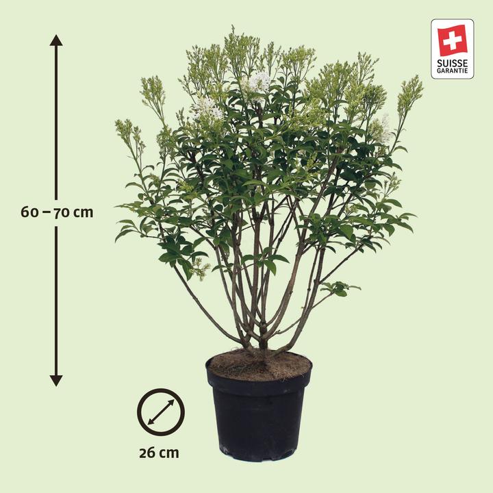 Produktbild Zulauf Kanadischer Flieder / Syringa (PRE) 'Agnes Smith' (70 cm)