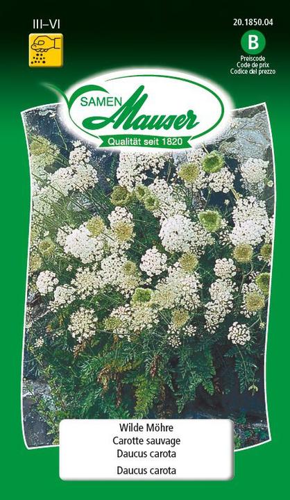 Produktbild Samen Mauser Wilde Möhre (Gemüsesamen)